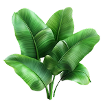 Oradentum Ingredient Banaba Leaf Extract & Corosolic Acid